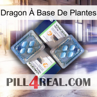 Dragon À Base De Plantes viagra5